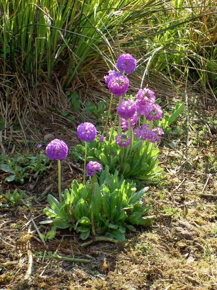 Primula Denticulata (Drumstick Primula) Seeds - Grow Vibrant Globe-Shaped Blooms In Your Garden