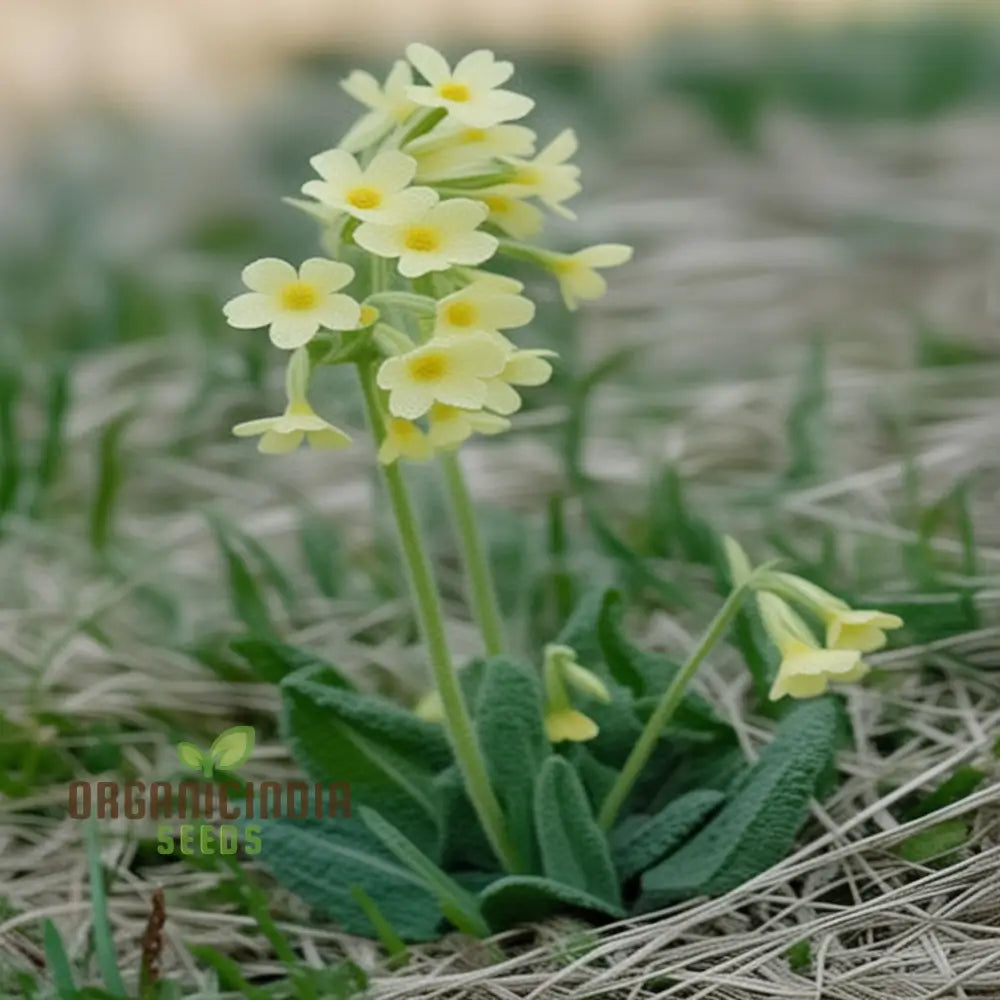 Primula Elatior Flower Seeds For Planting Elevating Elegance In Your Garden