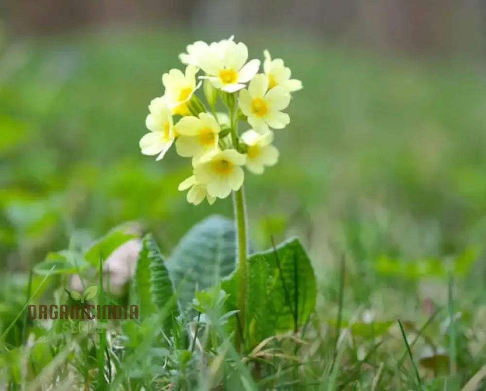 Primula Elatior Flower Seeds For Planting Elevating Elegance In Your Garden