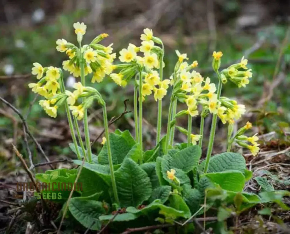 Primula Elatior Flower Seeds For Planting Elevating Elegance In Your Garden