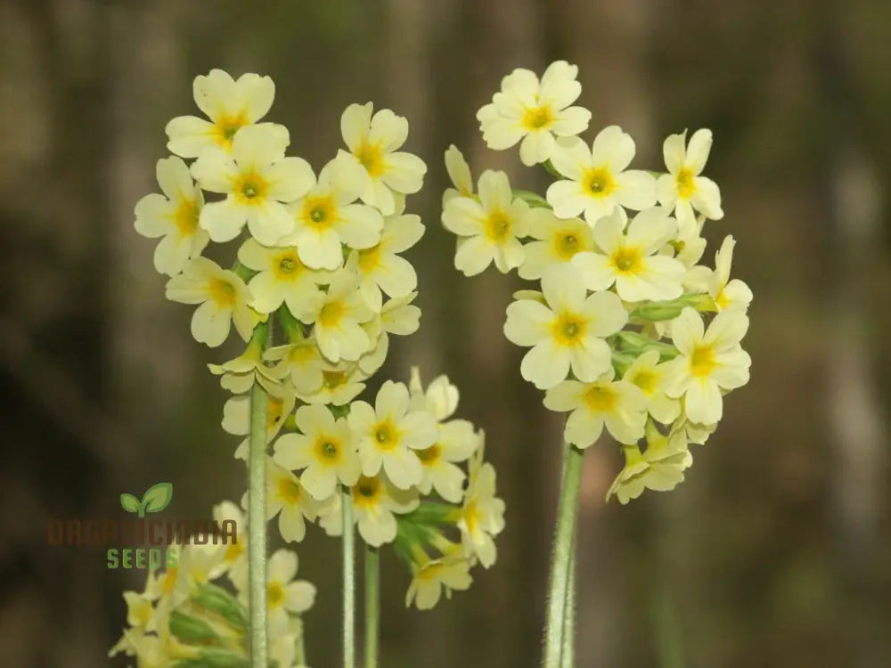 Primula Elatior Flower Seeds For Planting Elevating Elegance In Your Garden