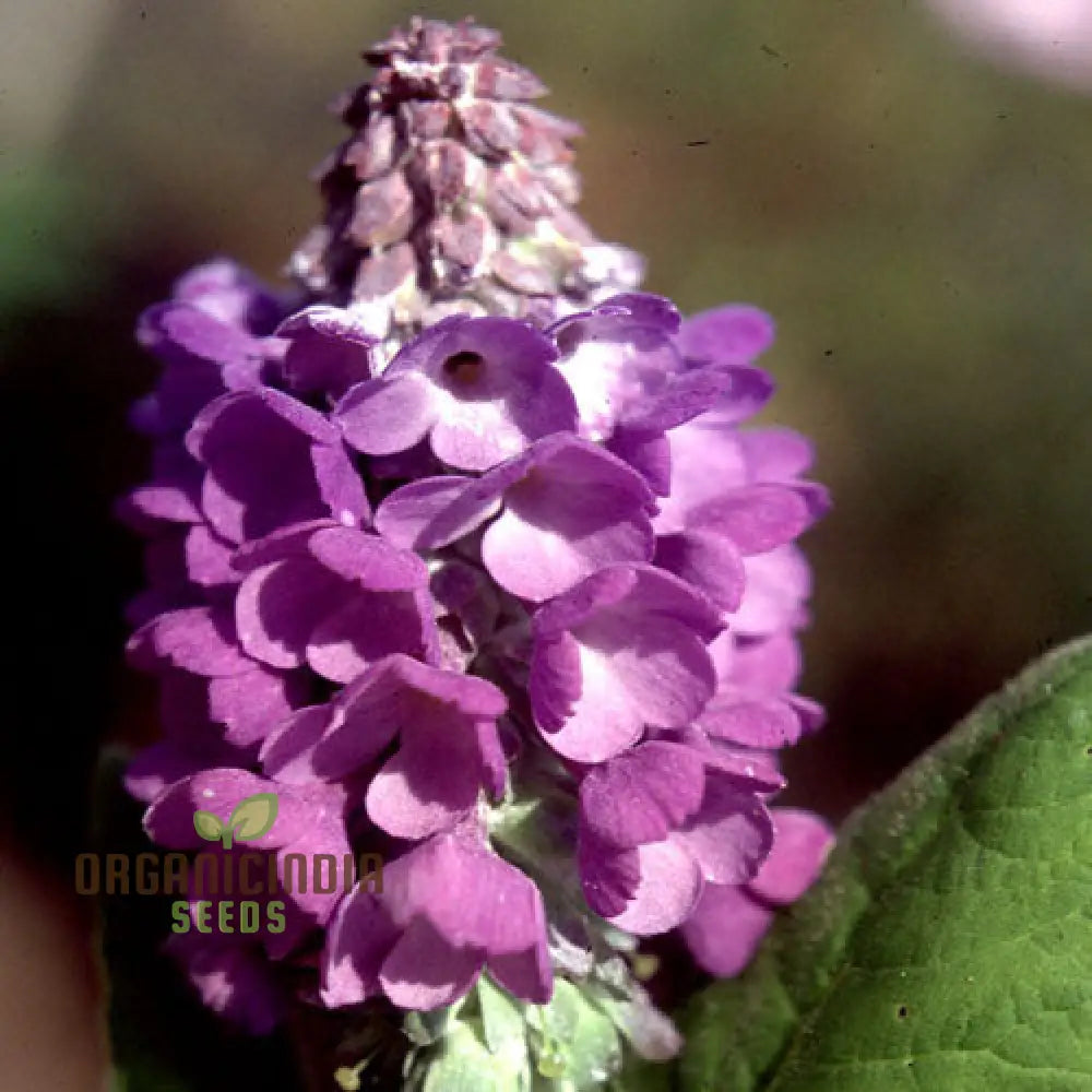 Primula Flaccida (Nutans) Flower Seeds For Planting Graceful Blooms For Your Garden