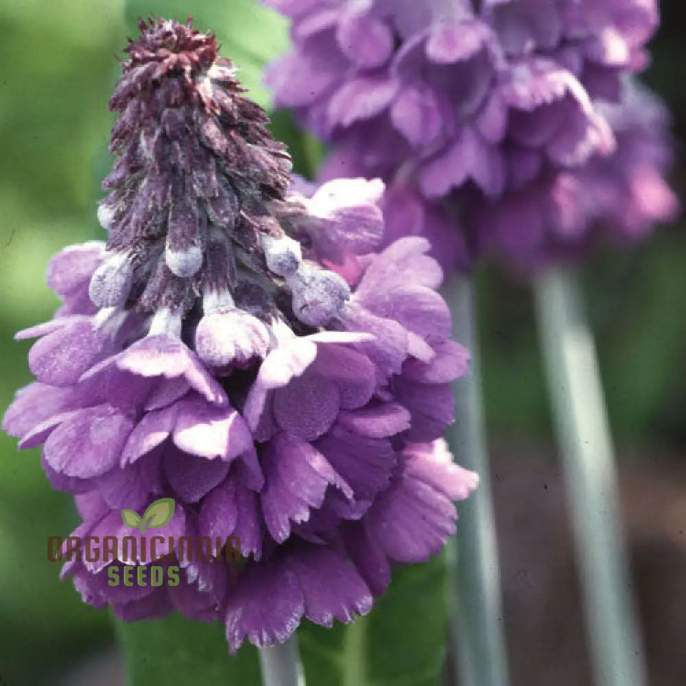 Primula Flaccida (Nutans) Flower Seeds For Planting Graceful Blooms For Your Garden