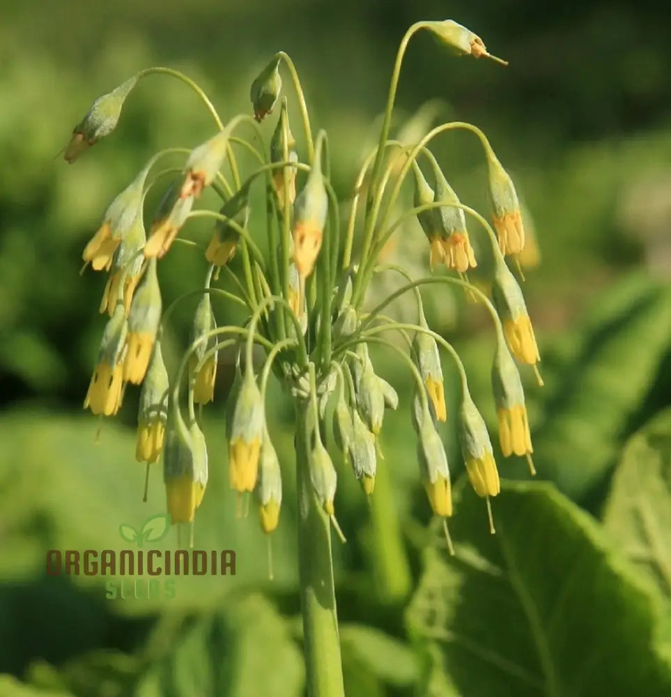 Primula Grandis Flower Seeds For Planting Growing Majestic Beauty In Your Garden