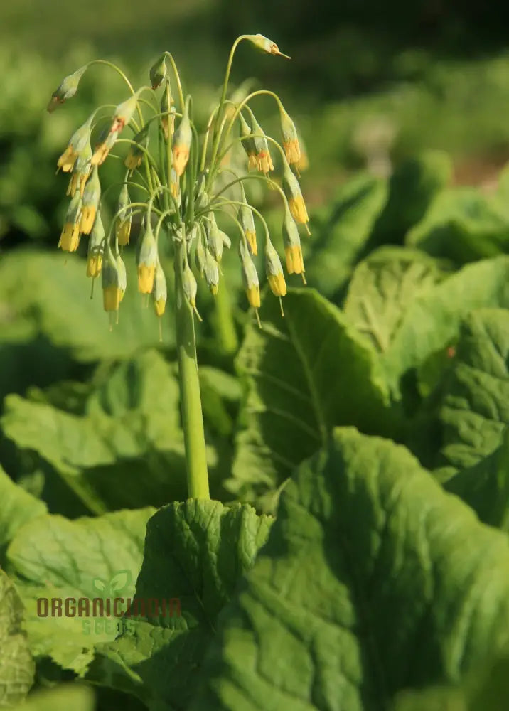 Primula Grandis Flower Seeds For Planting Growing Majestic Beauty In Your Garden