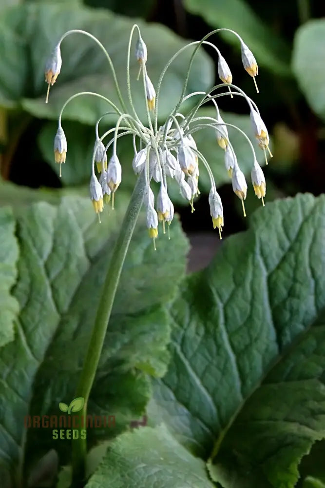 Primula Grandis Flower Seeds For Planting Growing Majestic Beauty In Your Garden