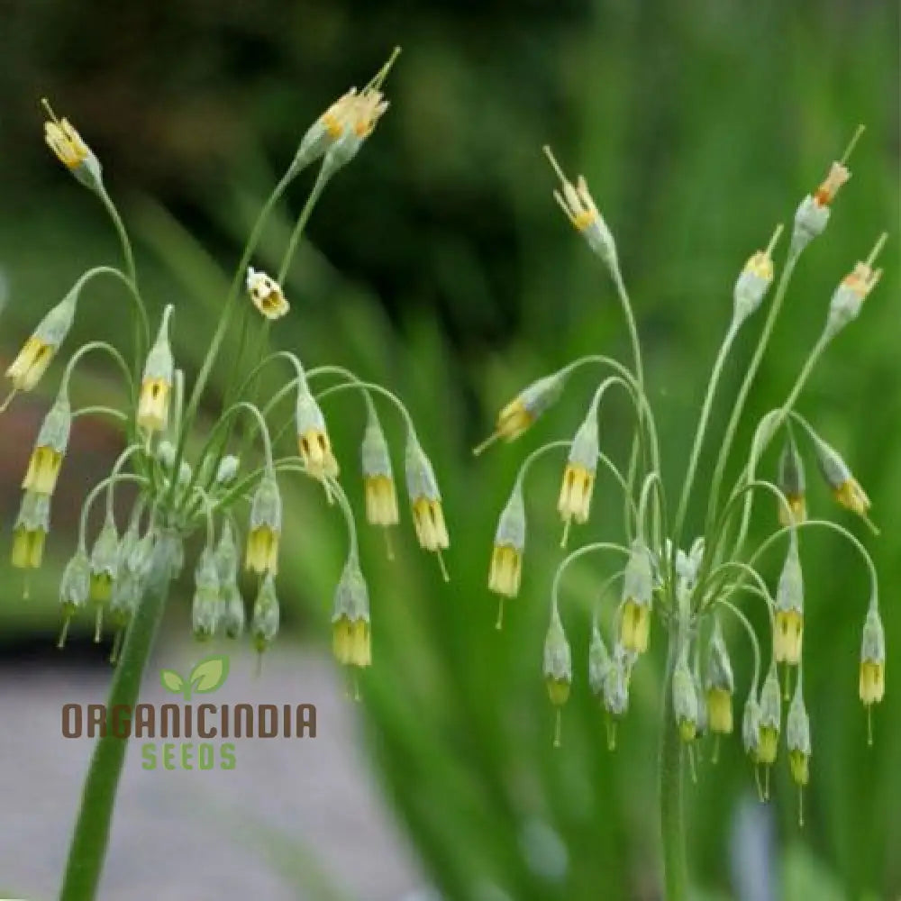 Primula Grandis Flower Seeds For Planting Growing Majestic Beauty In Your Garden