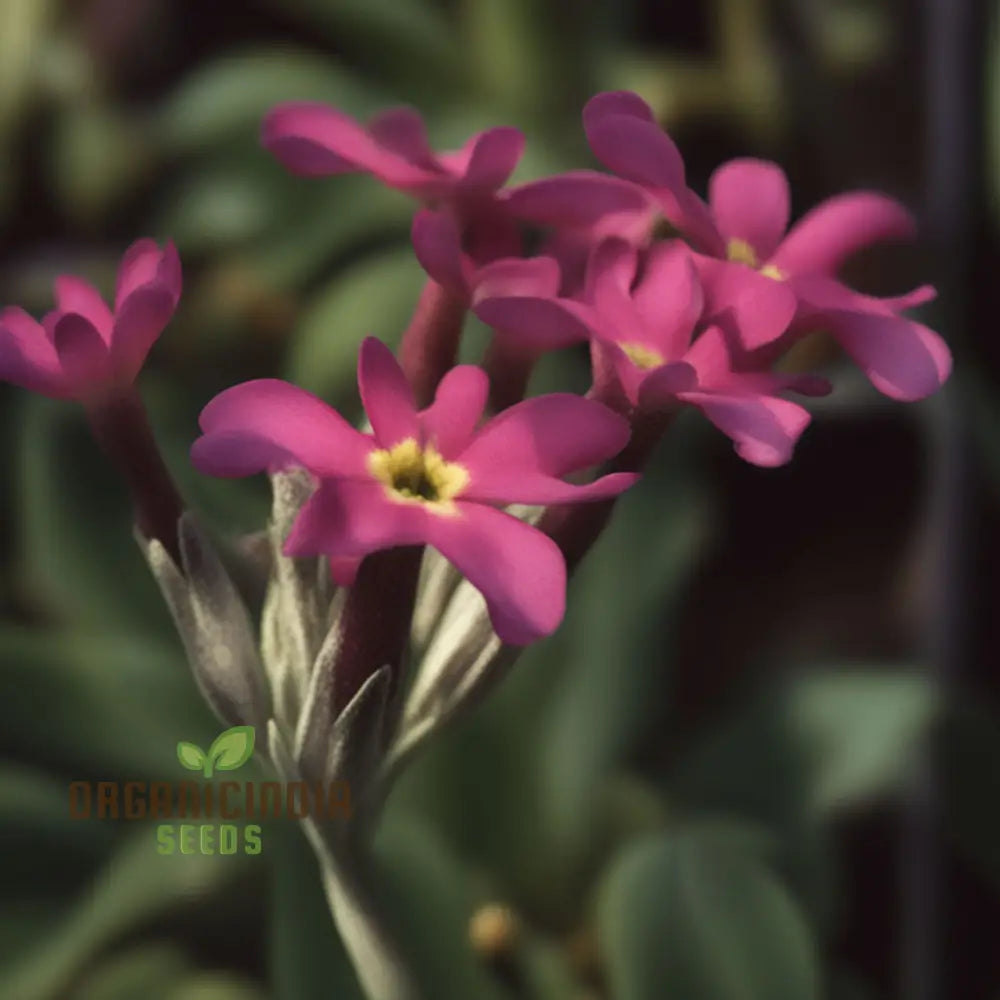 Primula Halleri Red Flower Seeds For Planting Bold Blooms For Your Garden