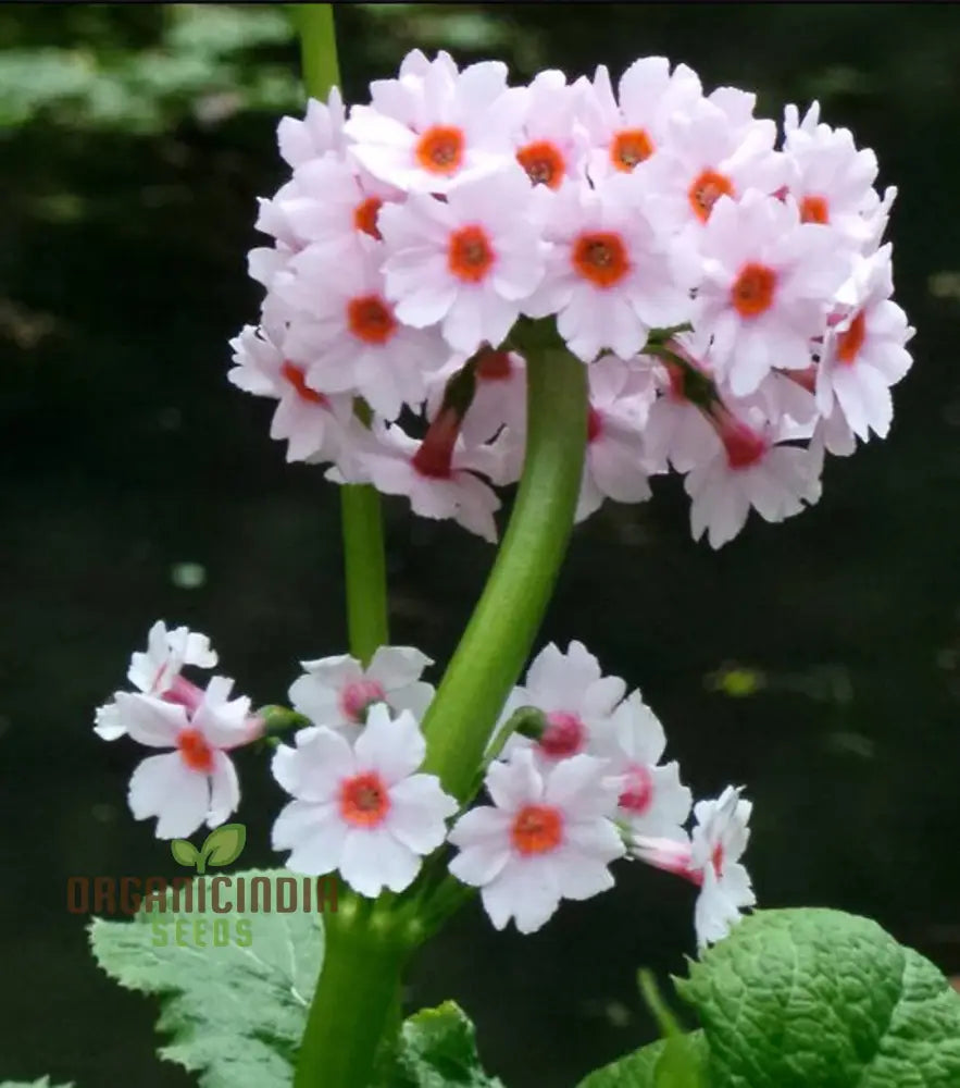 Primula Japonica ’Apple’ Flower Seeds For Planting Cultivating Charm And Color In Your Garden