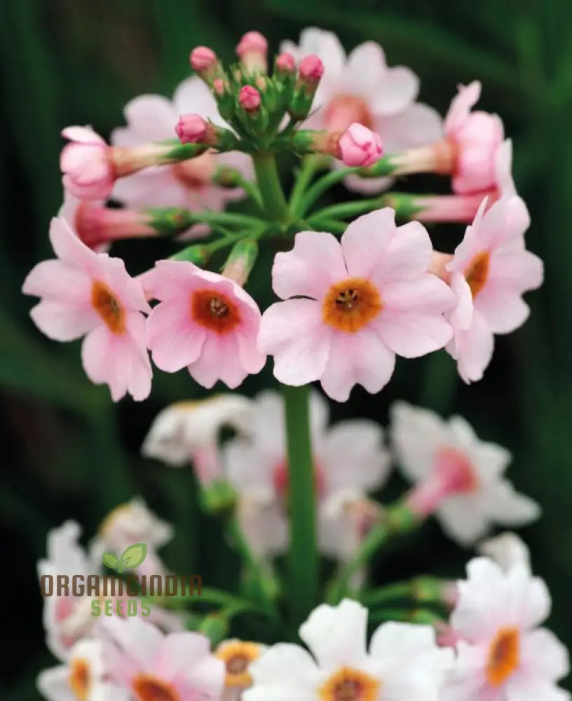 Primula Japonica ’Apple’ Flower Seeds For Planting Cultivating Charm And Color In Your Garden