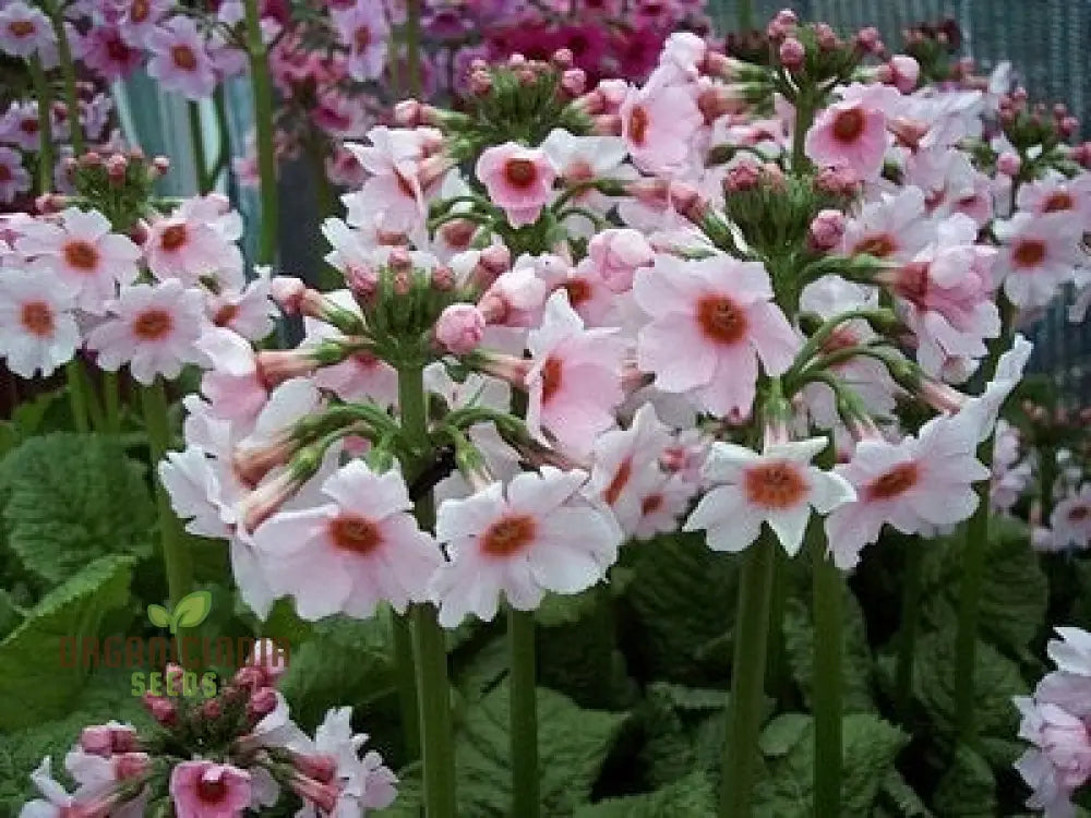 Primula Japonica ’Apple’ Flower Seeds For Planting Cultivating Charm And Color In Your Garden