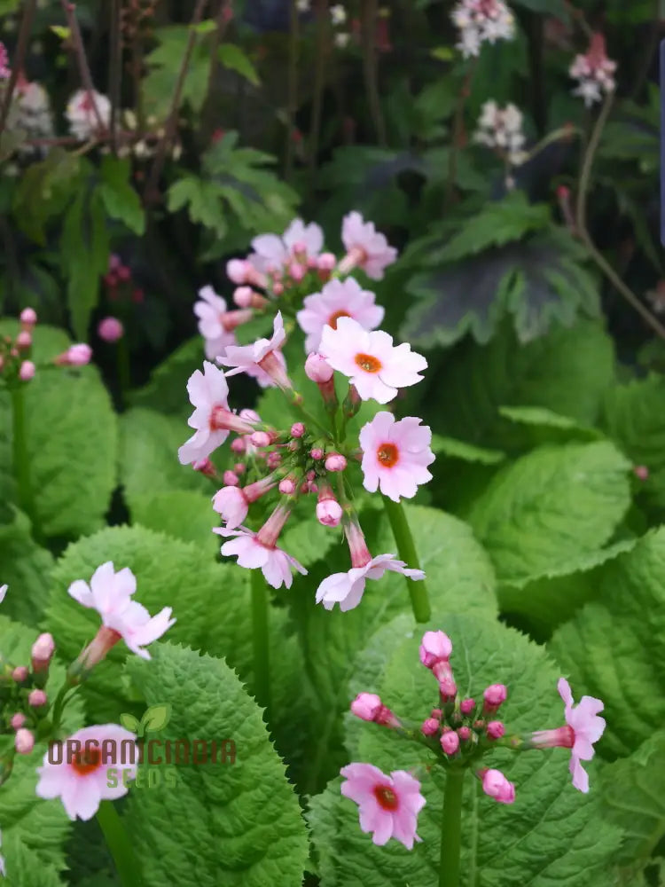 Primula Japonica ’Apple’ Flower Seeds For Planting Cultivating Charm And Color In Your Garden