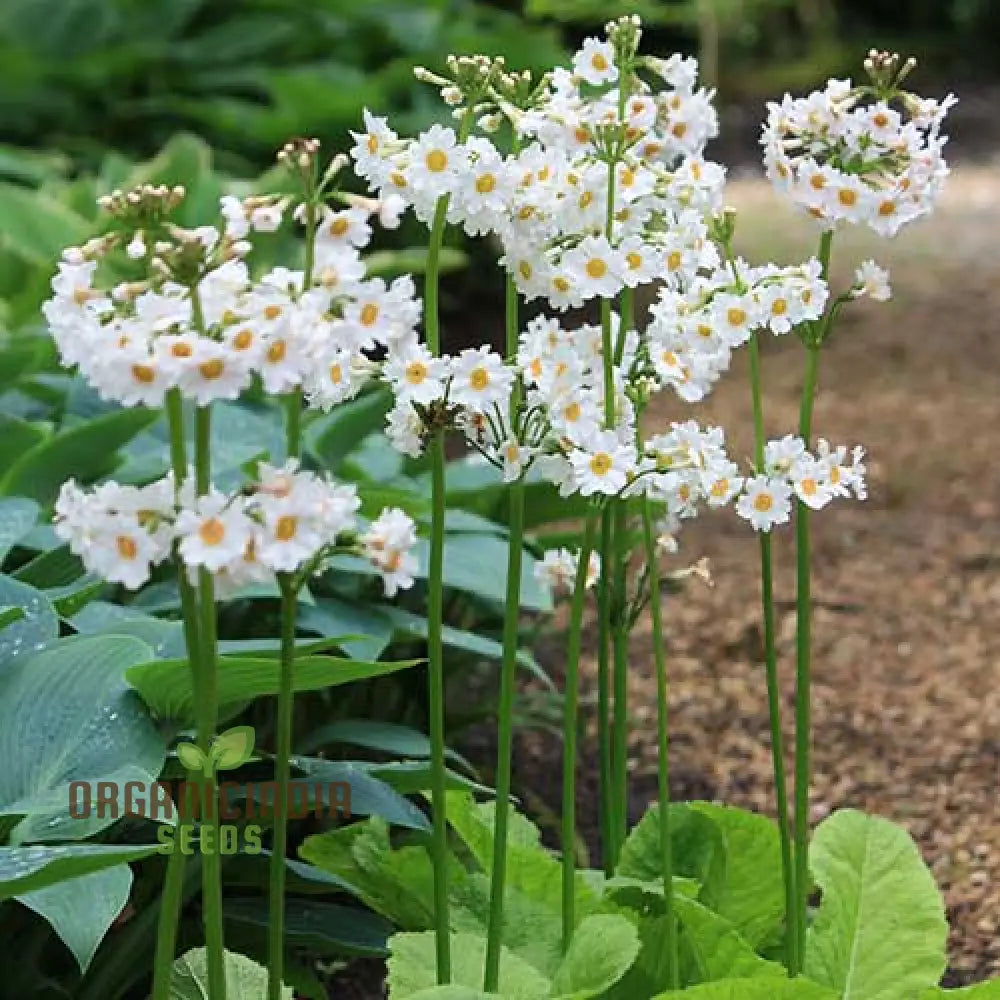 Primula Japonica ’Postford White’ Flower Seeds For Planting Elegant White Blooms For Your Garden