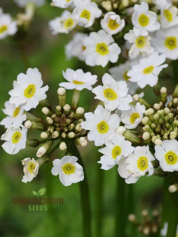 Primula Japonica ’Postford White’ Flower Seeds For Planting Elegant White Blooms For Your Garden