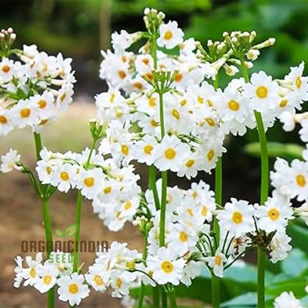 Primula Japonica ’Postford White’ Flower Seeds For Planting Elegant White Blooms For Your Garden