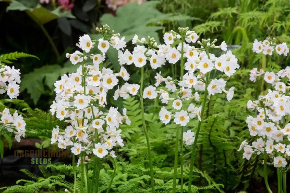 Primula Japonica ’Postford White’ Flower Seeds For Planting Elegant White Blooms For Your Garden