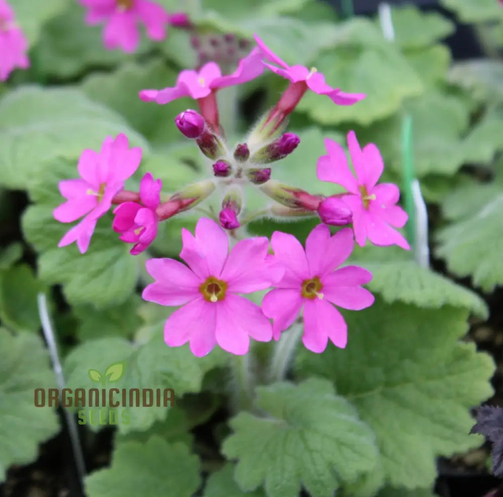 Primula Kisoana Flower Seeds For Planting Delicate Pink Blooms For Your Garden