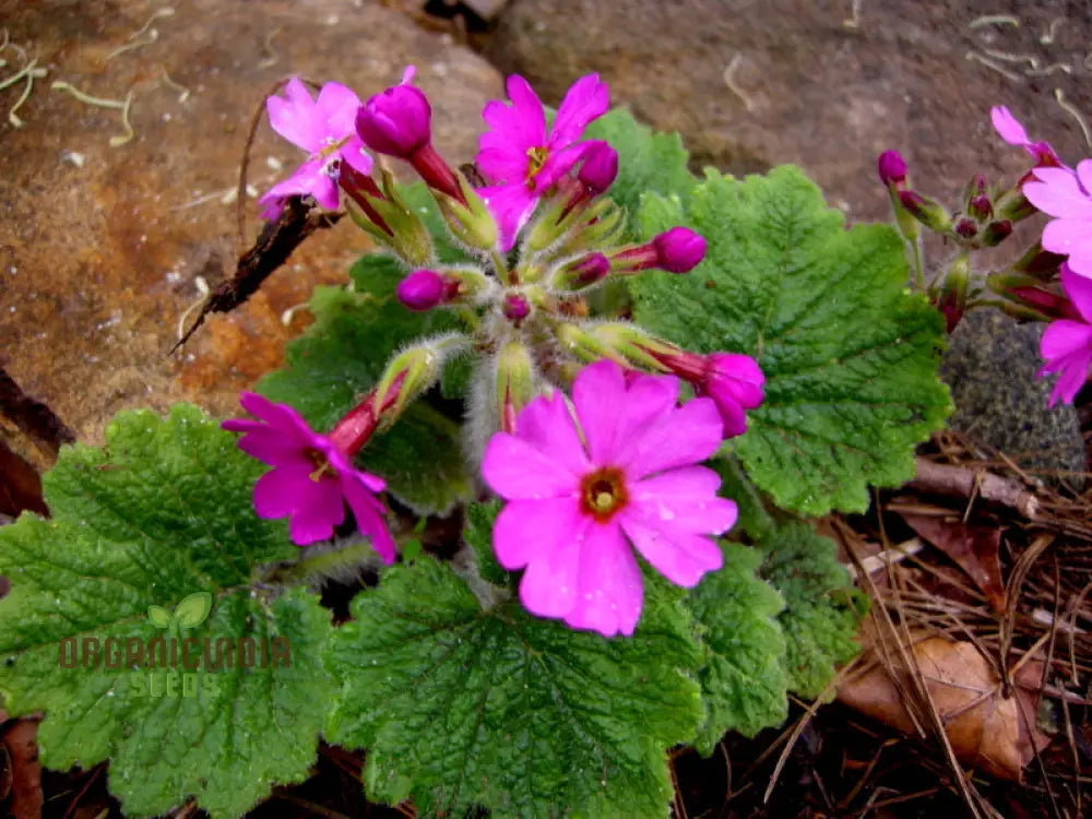 Primula Kisoana Flower Seeds For Planting Delicate Pink Blooms For Your Garden