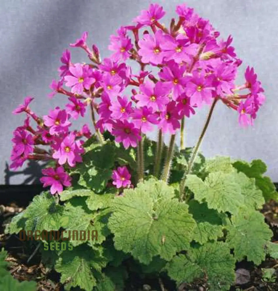 Primula Kisoana Flower Seeds For Planting Delicate Pink Blooms For Your Garden