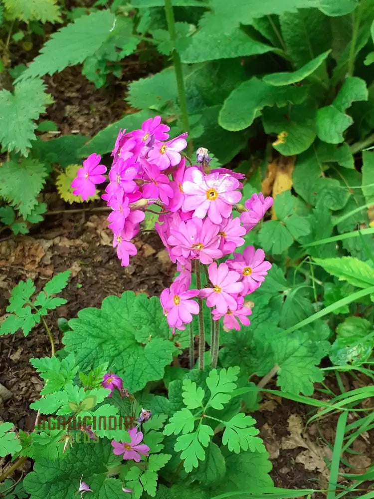 Primula Kisoana Flower Seeds For Planting Delicate Pink Blooms For Your Garden