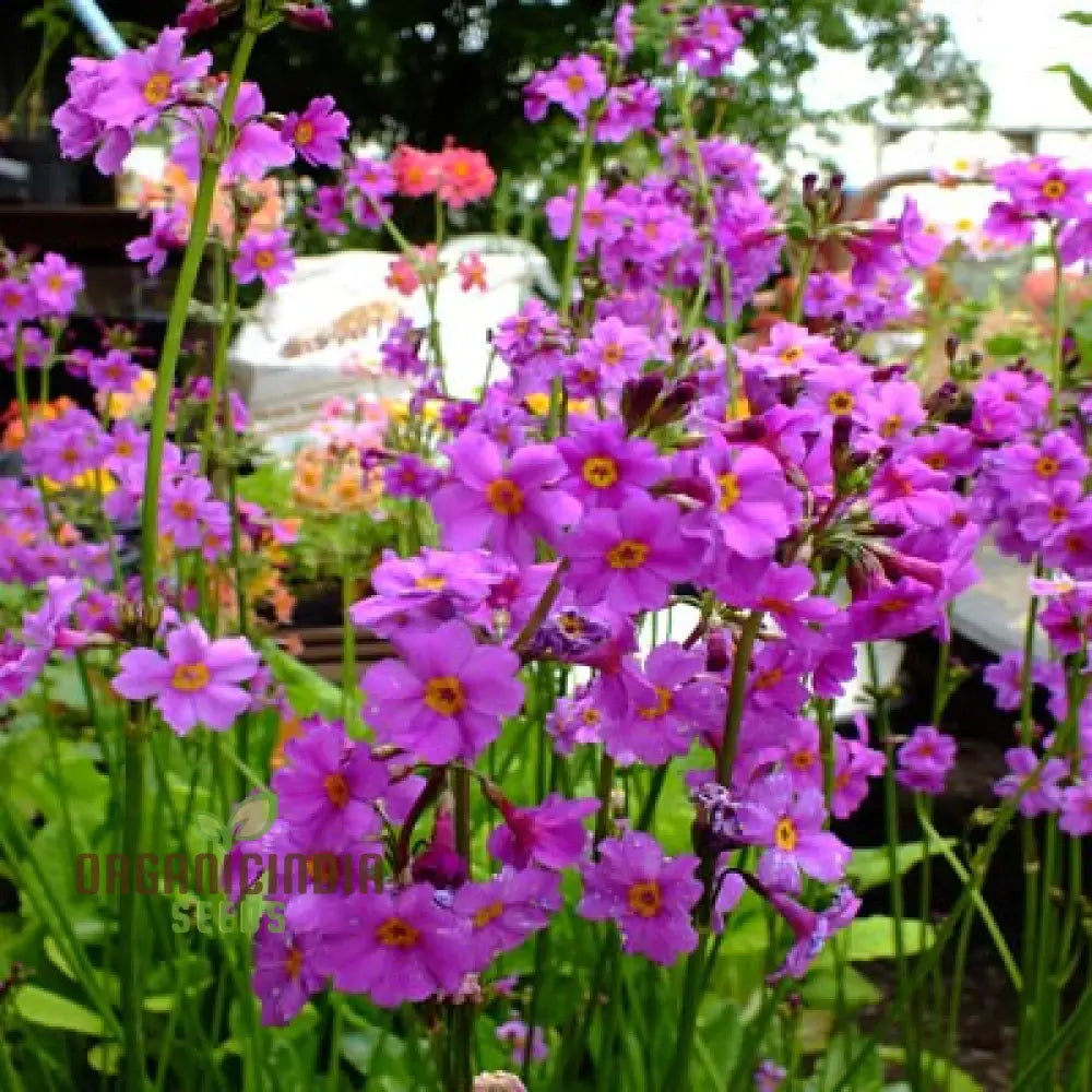 Primula Poissonii Flower Seeds For Planting Adding Lush Purple Blooms To Your Garden