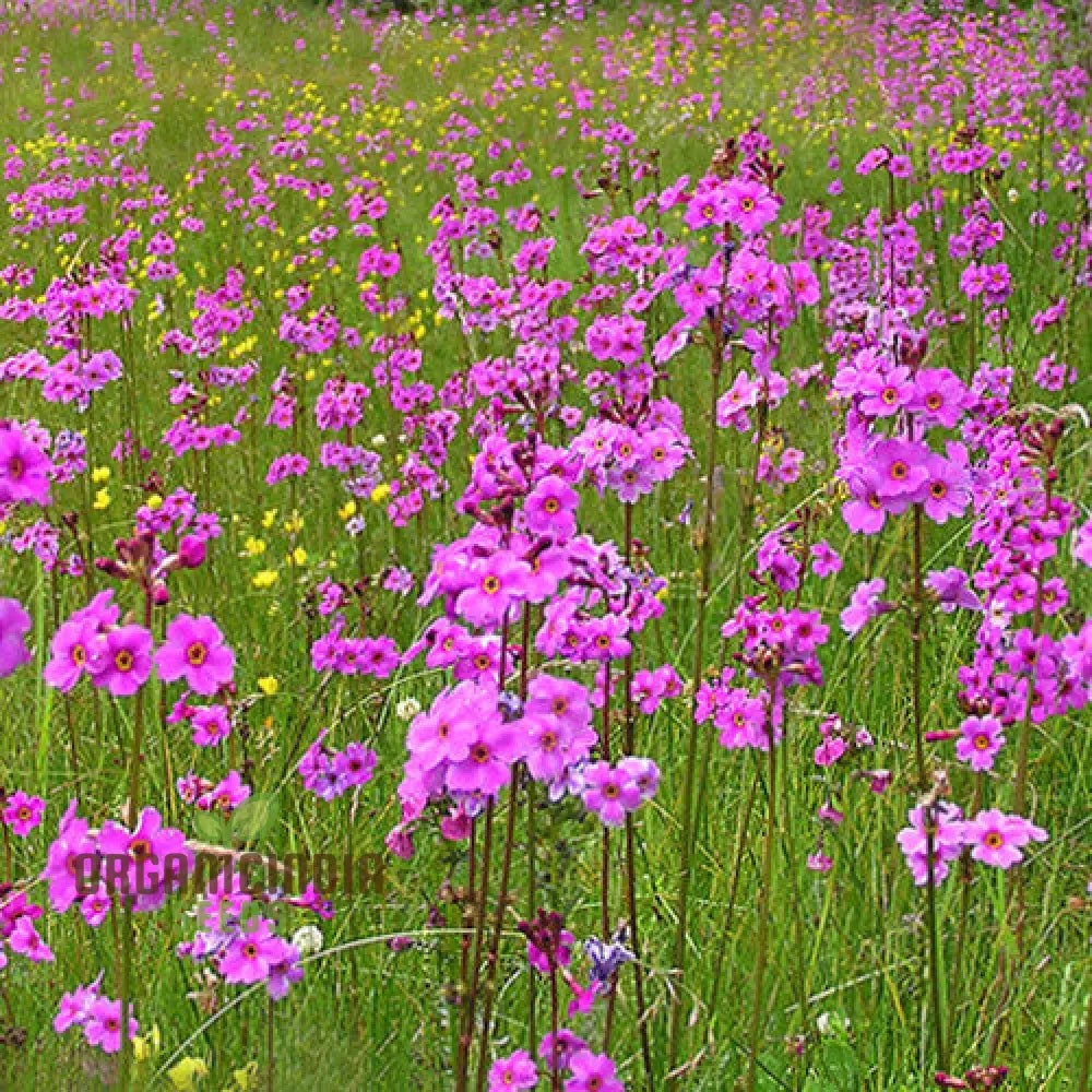 Primula Poissonii Flower Seeds For Planting Adding Lush Purple Blooms To Your Garden