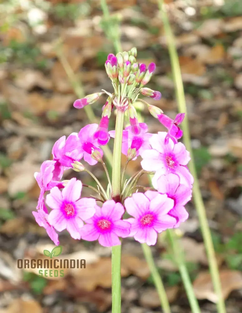 Primula Poissonii Flower Seeds For Planting Adding Lush Purple Blooms To Your Garden