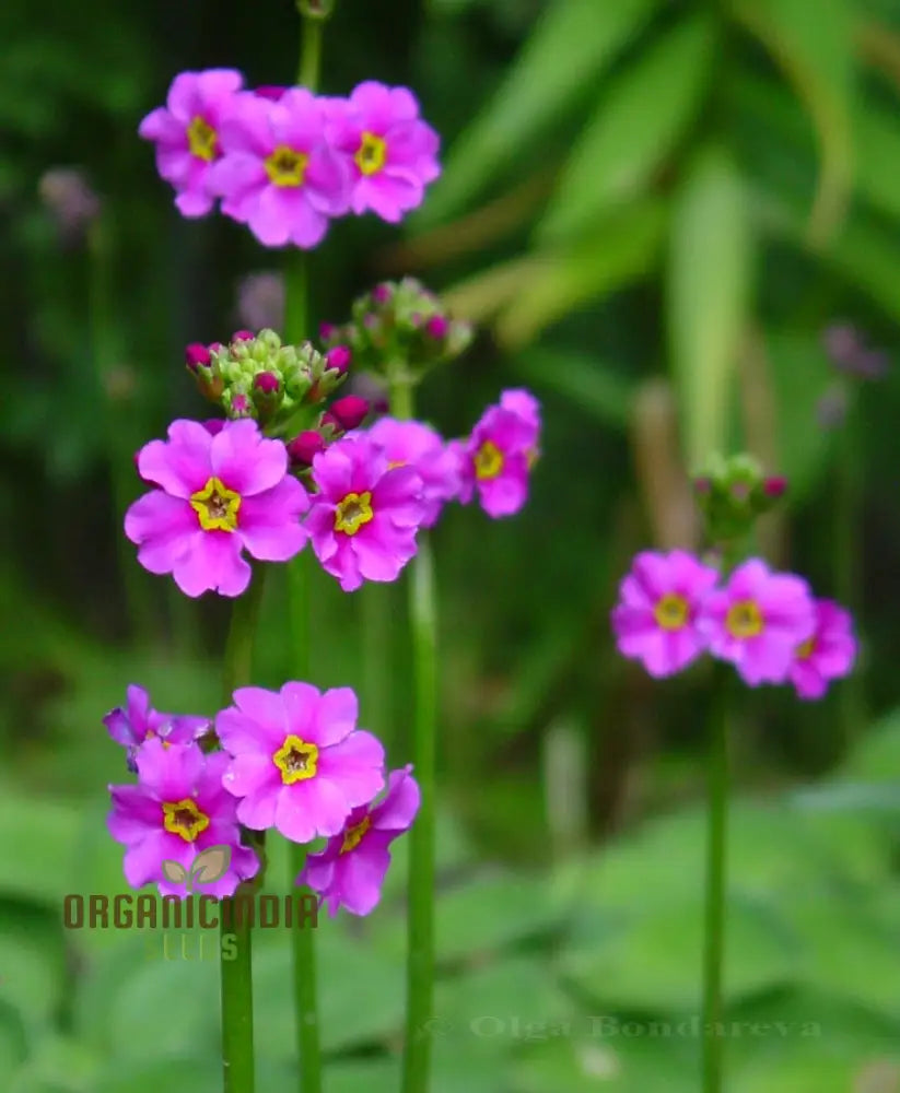 Primula Poissonii Flower Seeds For Planting Adding Lush Purple Blooms To Your Garden