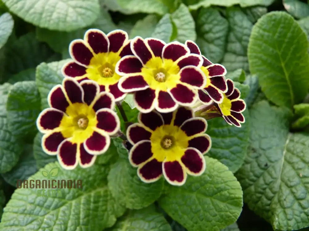 Primula Veris ’Gold Laced Reds’ Flower Seeds For Planting Striking Red And Gold Blooms For Your