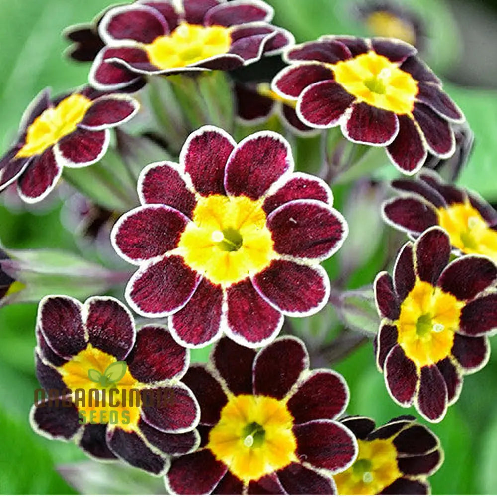 Primula Veris ’Gold Laced Reds’ Flower Seeds For Planting Striking Red And Gold Blooms For Your