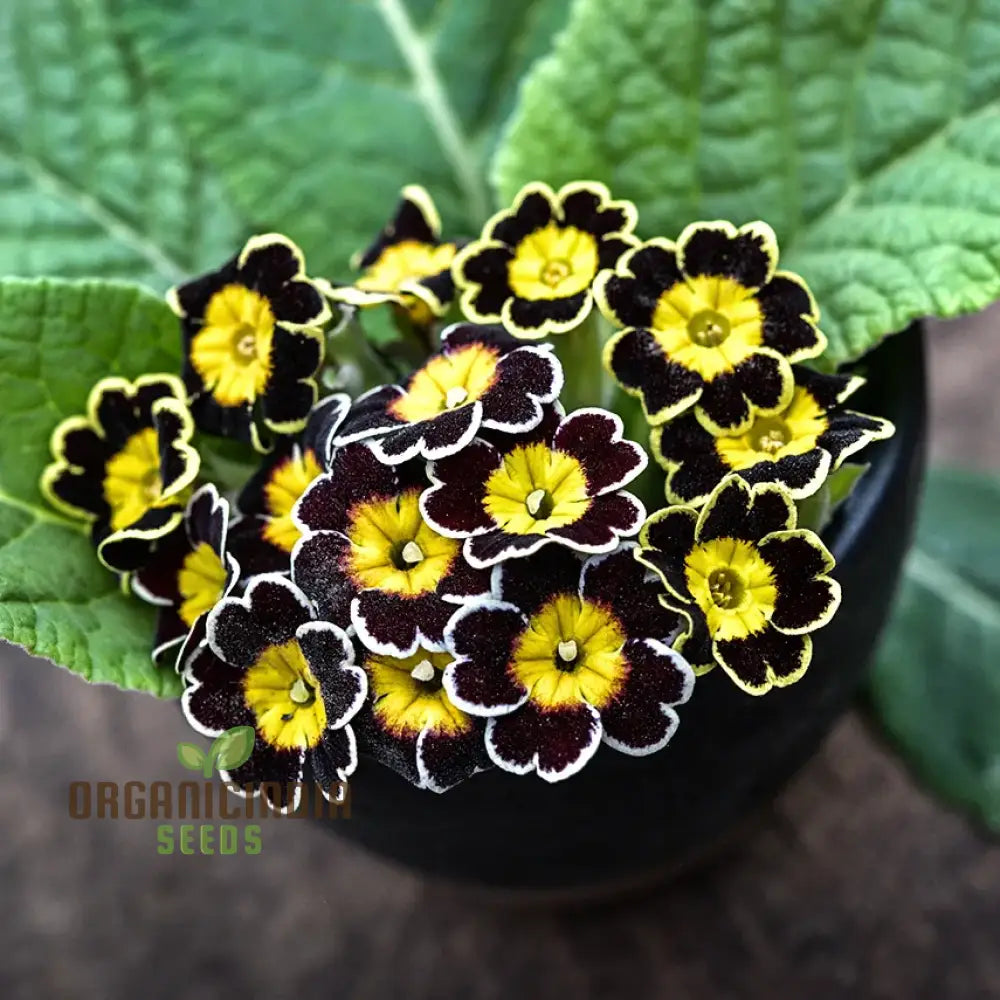 Primula Veris ’Gold Laced Reds’ Flower Seeds For Planting Striking Red And Gold Blooms For Your