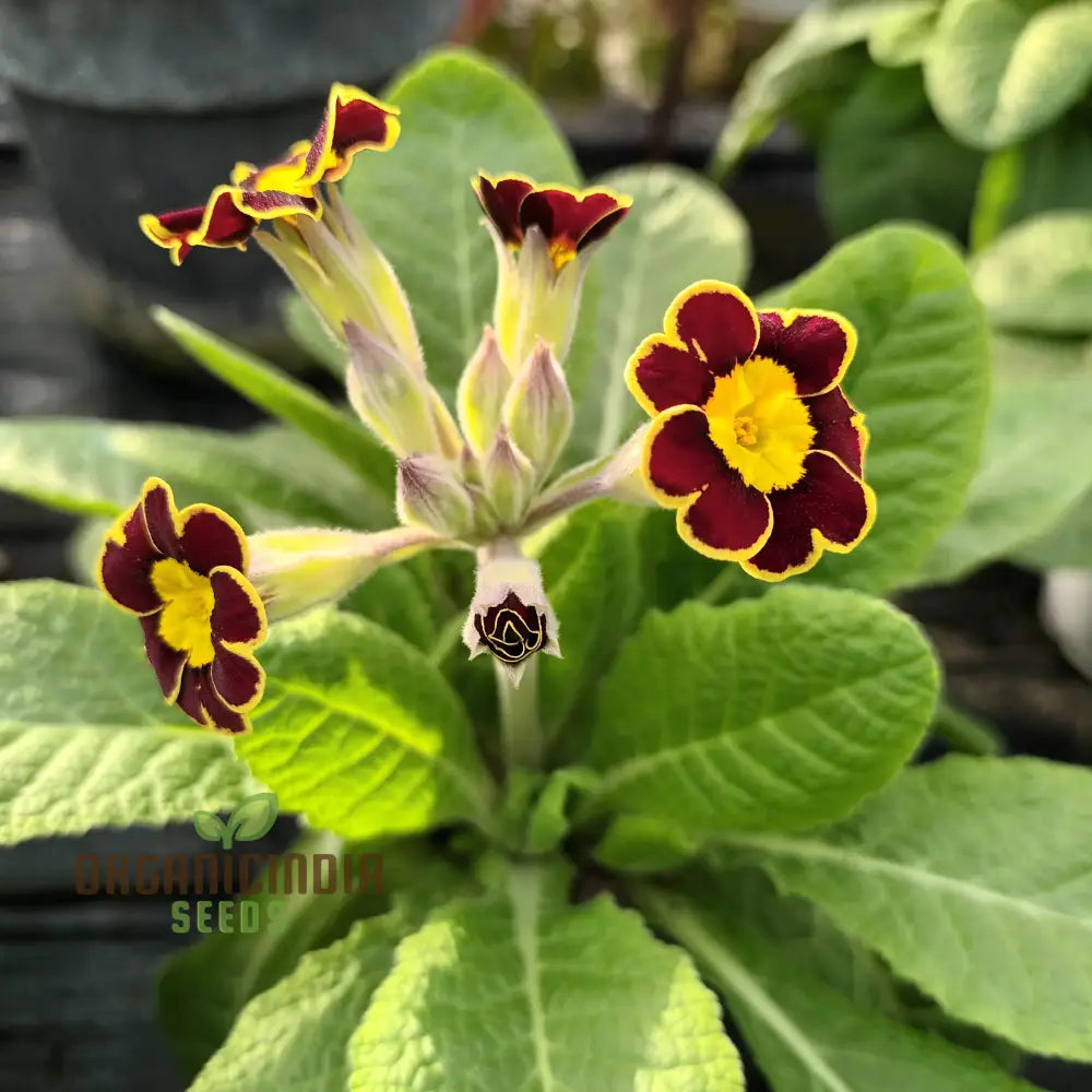 Primula Veris ’Gold Laced Reds’ Flower Seeds For Planting Striking Red And Gold Blooms For Your