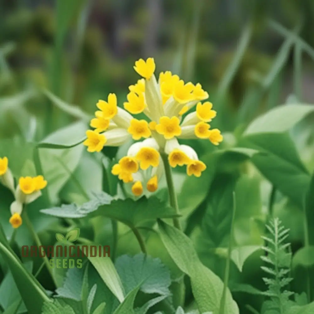 Primula Veris â€™Hose-In-Hoseâ€™ Flower Seeds For Planting Unique Double Blooms For Your Garden