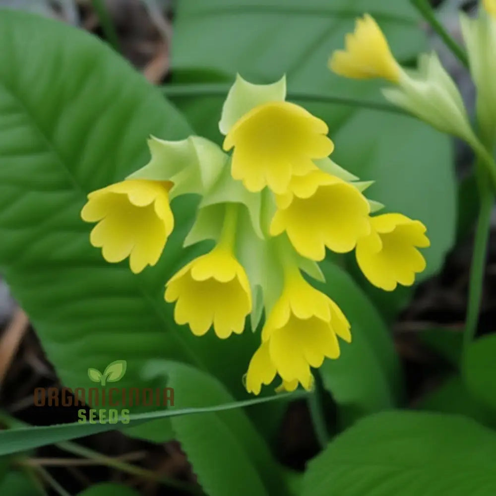 Primula Veris â€™Hose-In-Hoseâ€™ Flower Seeds For Planting Unique Double Blooms For Your Garden