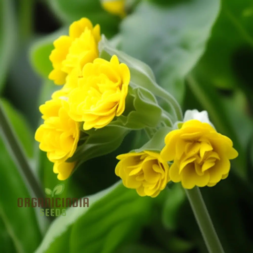 Primula Veris â€™Hose-In-Hoseâ€™ Flower Seeds For Planting Unique Double Blooms For Your Garden