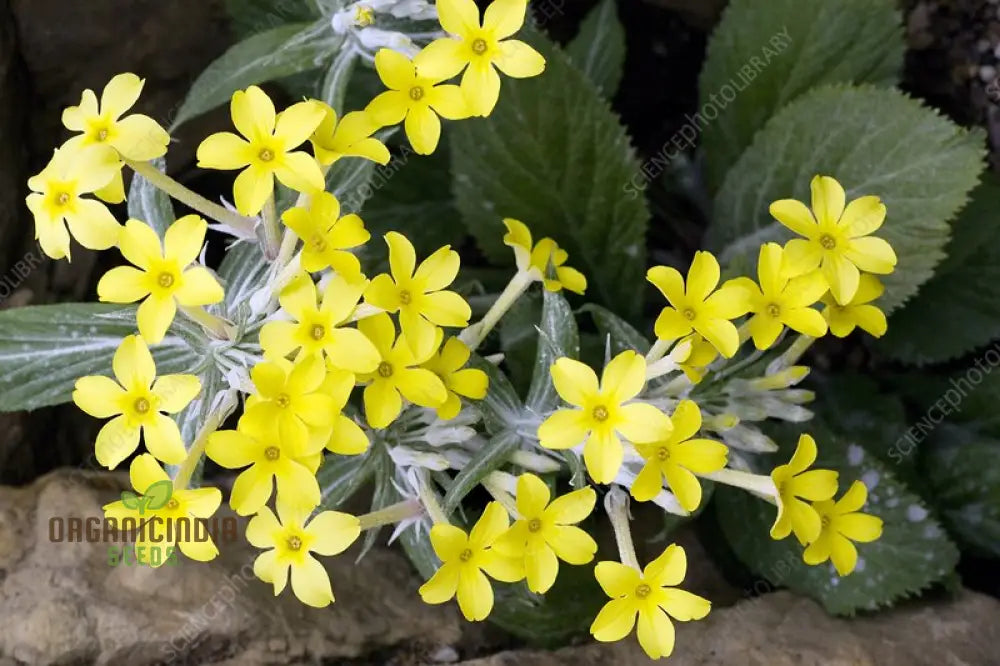 Primula Verticillata Flower Seeds For Planting Cultivating Whorled Beauty In Your Garden