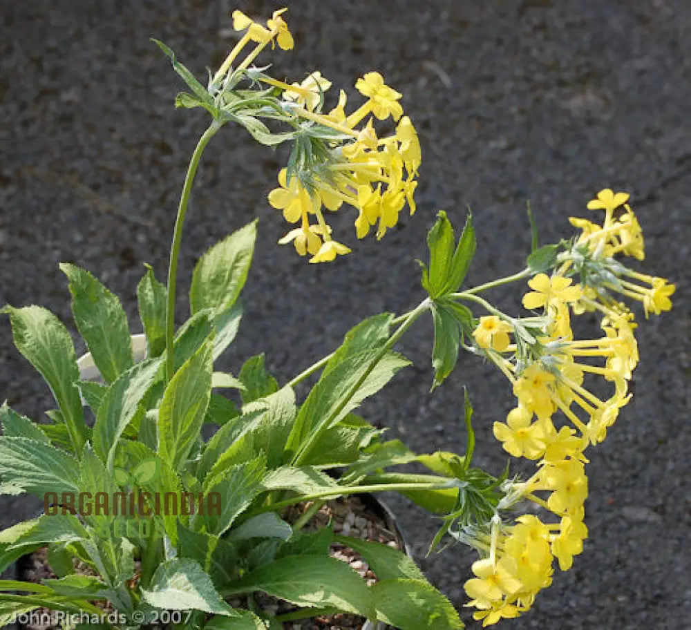 Primula Verticillata Flower Seeds For Planting Cultivating Whorled Beauty In Your Garden