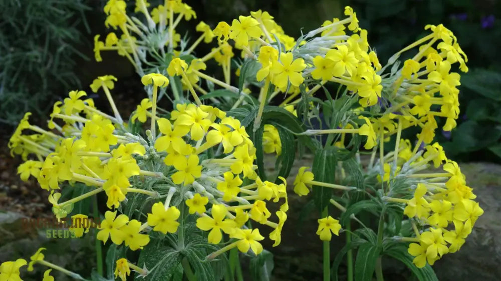 Primula Verticillata Flower Seeds For Planting Cultivating Whorled Beauty In Your Garden