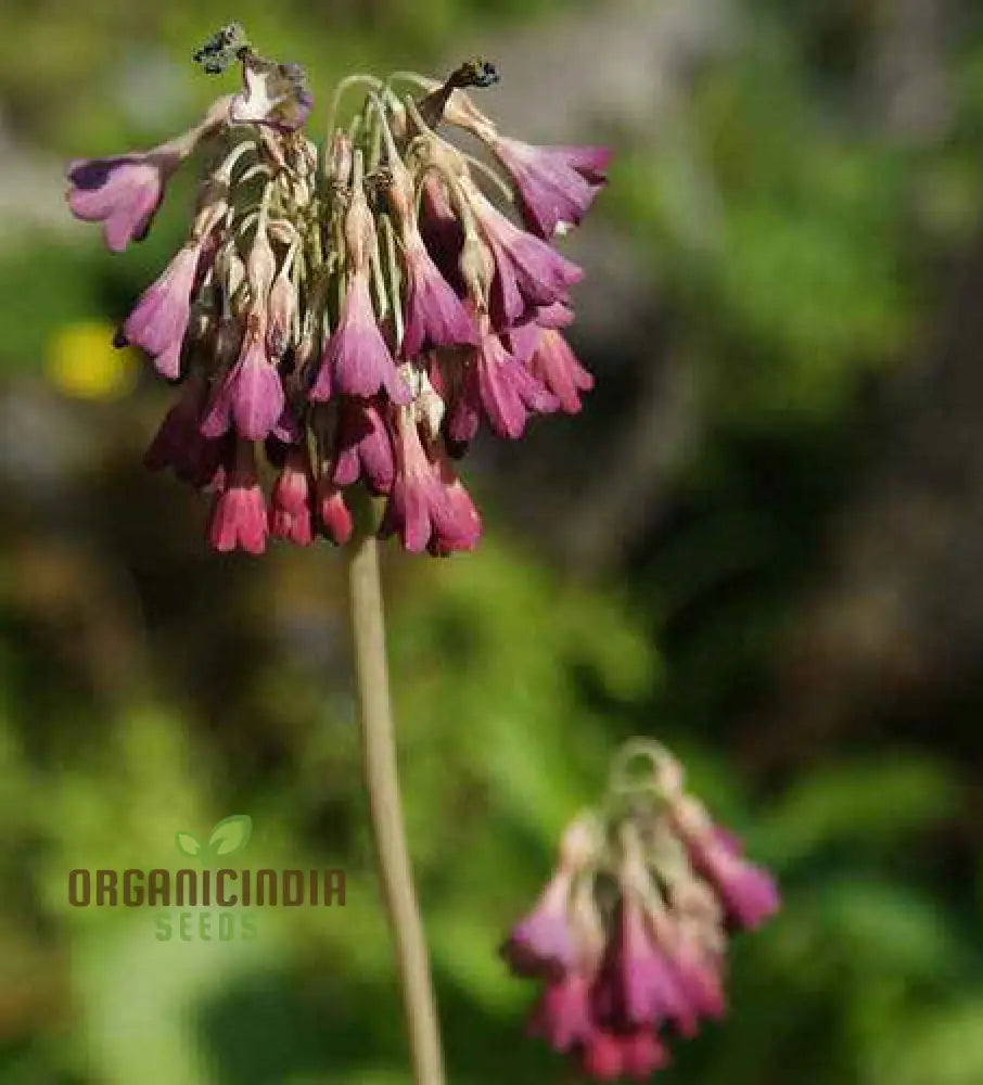 Primula Waltonii Flower Seeds For Planting Charming Blooms For Your Garden