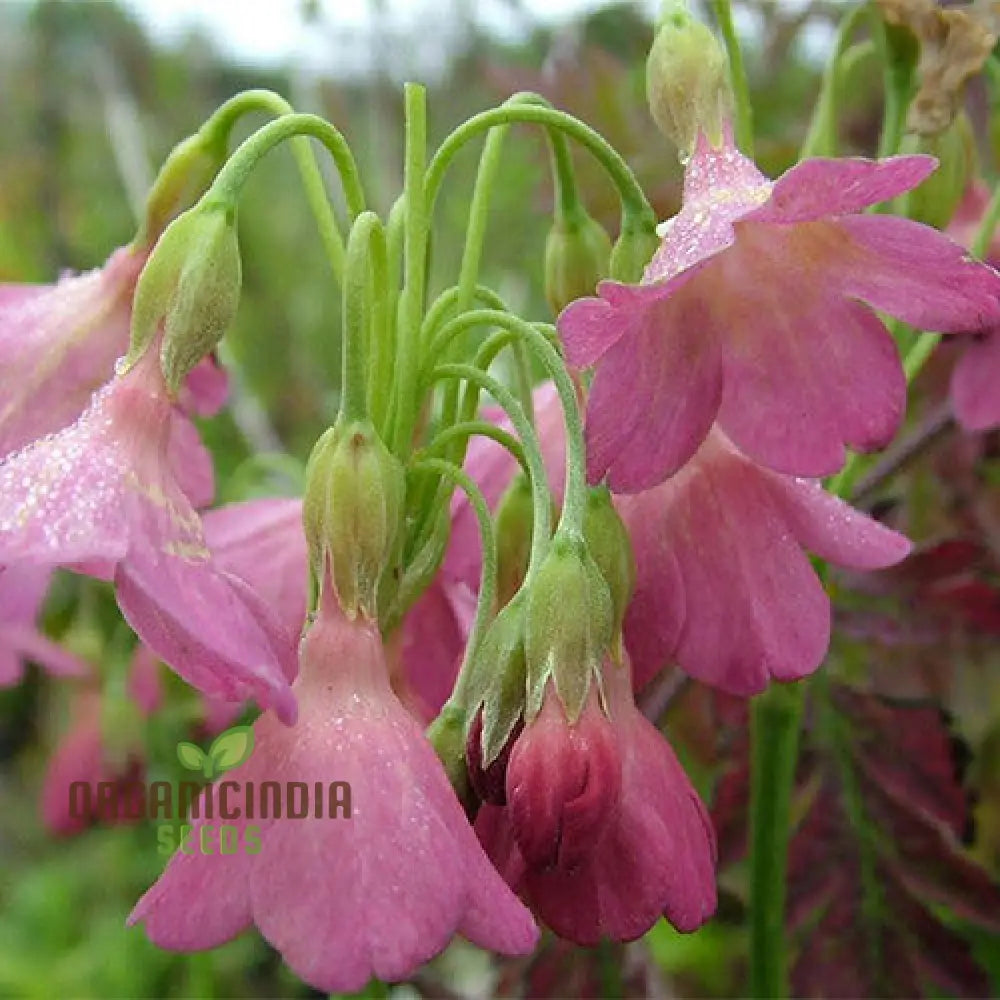 Primula Waltonii Flower Seeds For Planting Charming Blooms For Your Garden