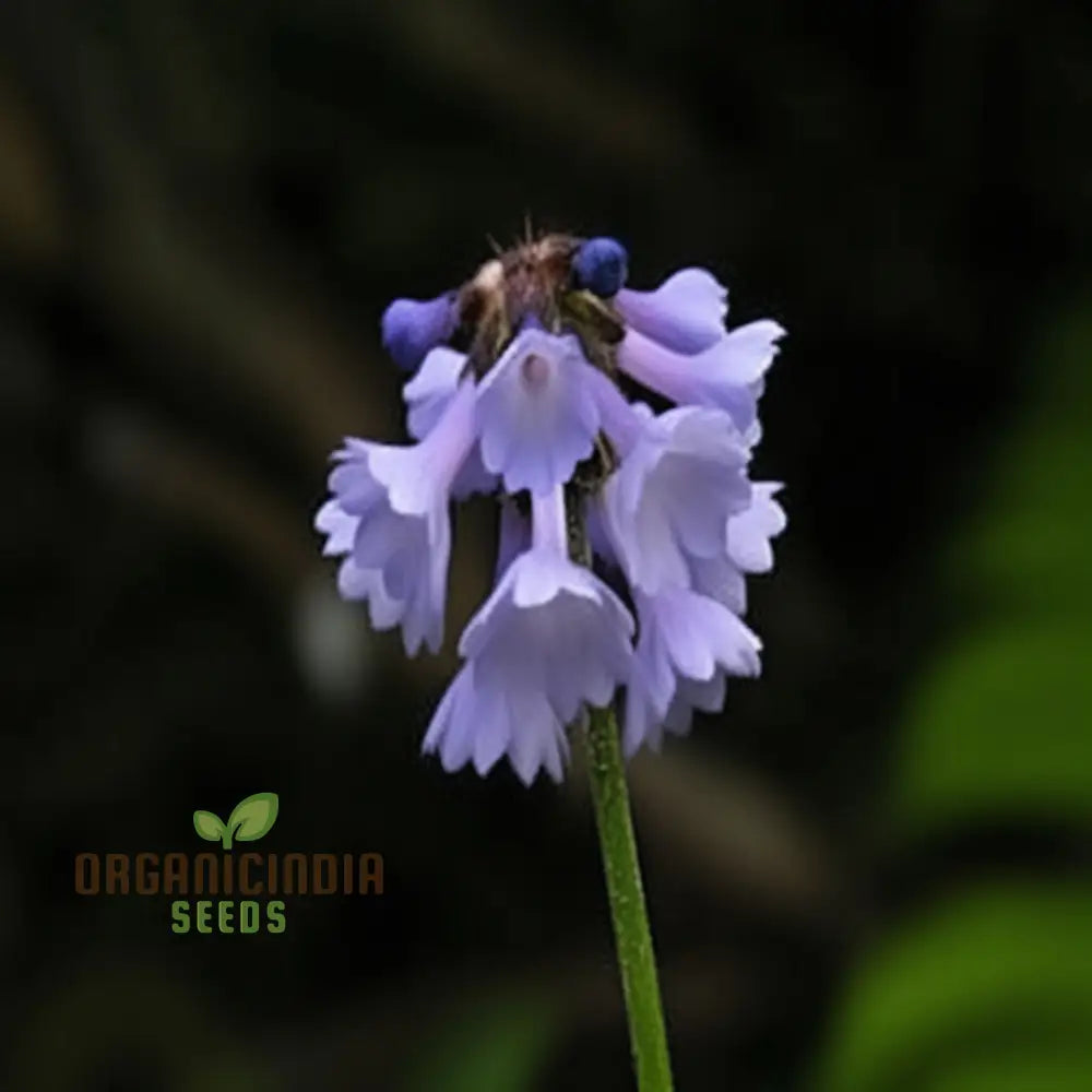 Primula Watsonii Flower Seeds For Planting Graceful And Resilient Blooms For Your Garden