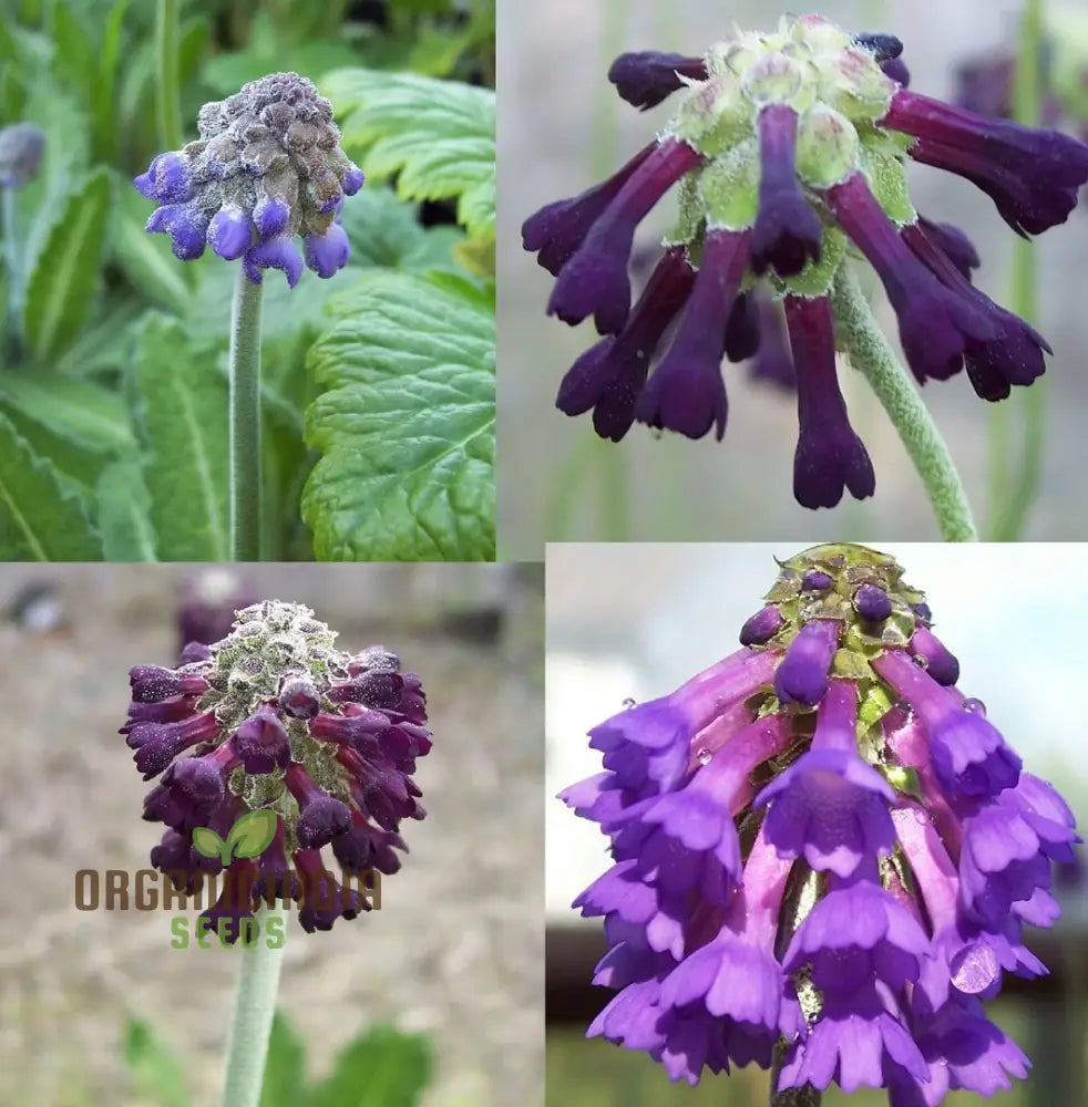 Primula Watsonii Flower Seeds For Planting Graceful And Resilient Blooms For Your Garden