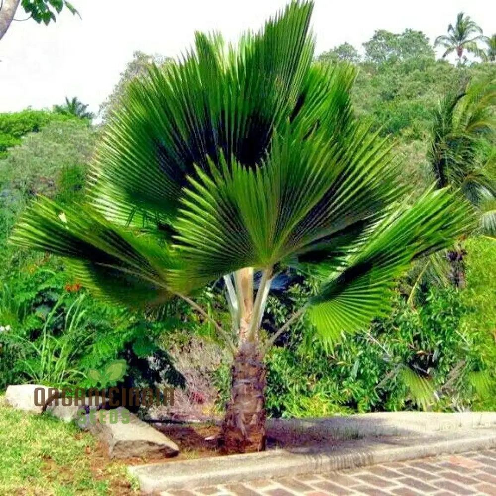 Pritchardia Grandis Seeds For Planting Growing Majestic Palms For Your Garden