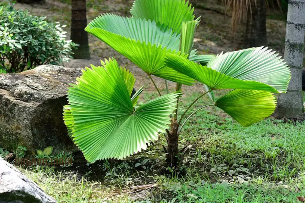 Pritchardia Grandis Seeds For Planting Growing Majestic Palms For Your Garden