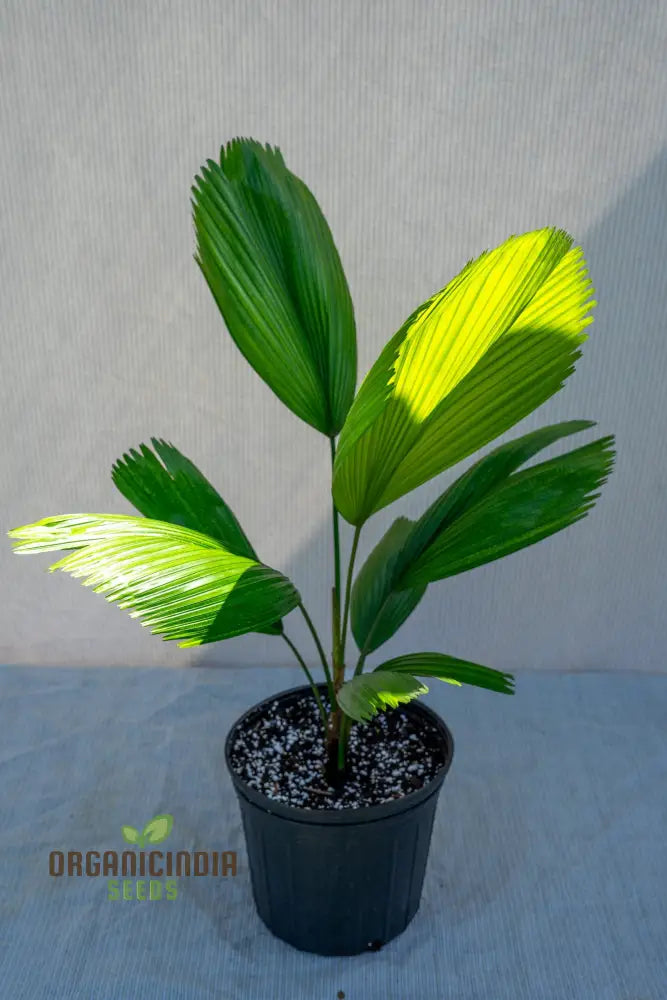 Pritchardia Grandis Seeds For Planting Growing Majestic Palms For Your Garden