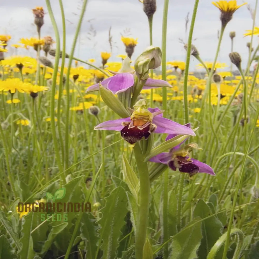 Procumbent Bee Orchid Seeds Grow Exquisite Flowers At Home And Garden Discover The Beauty Flower