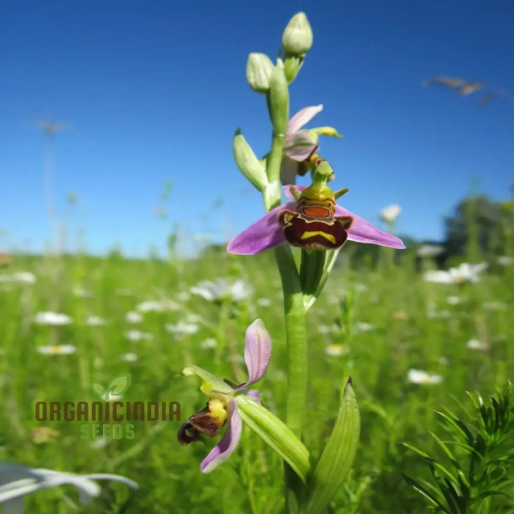 Procumbent Bee Orchid Seeds Grow Exquisite Flowers At Home And Garden Discover The Beauty Flower