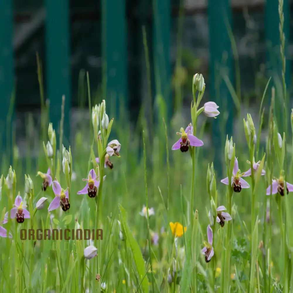 Procumbent Bee Orchid Seeds Grow Exquisite Flowers At Home And Garden Discover The Beauty Flower