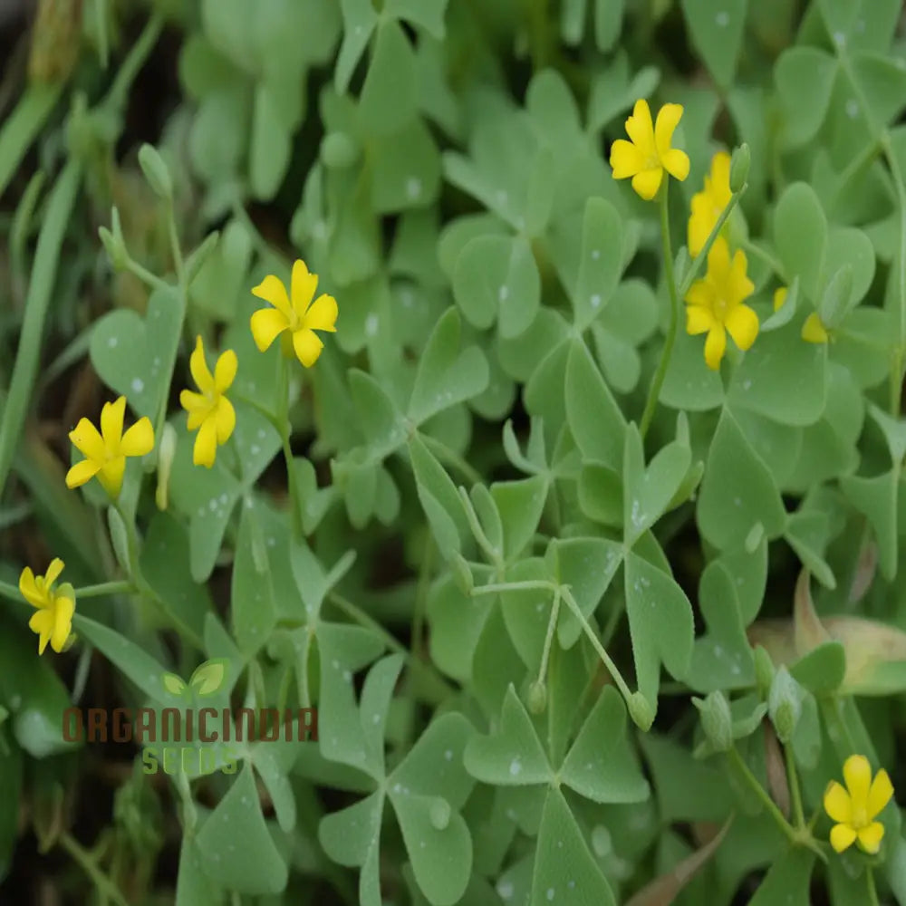 Procumbent Yellow-Sorrel Grass Flower Seeds Vibrant Garden Blooms Easy To Grow Wildflowers