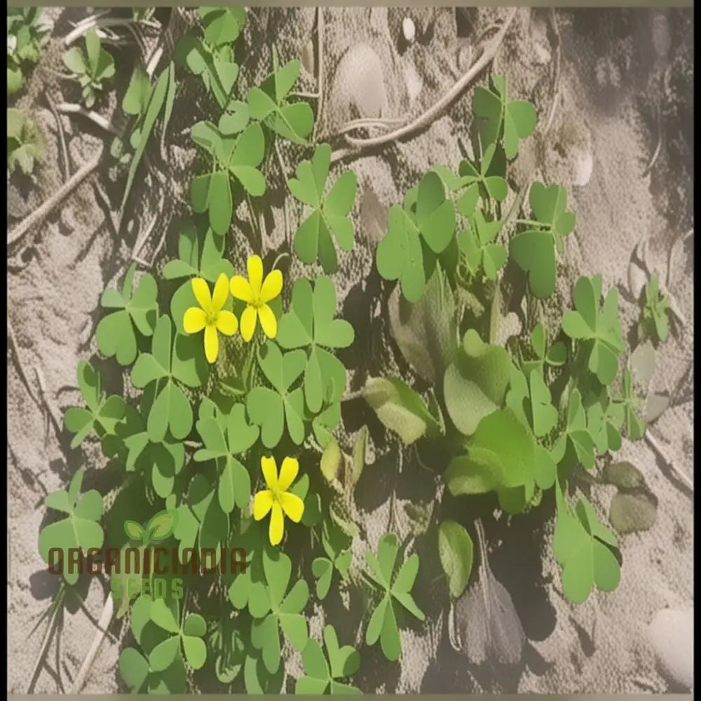 Procumbent Yellow-Sorrel Grass Flower Seeds Vibrant Garden Blooms Easy To Grow Wildflowers